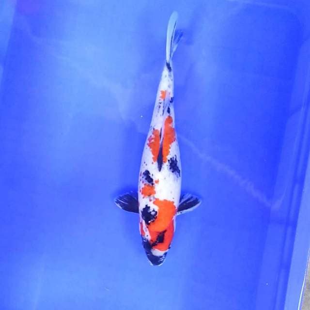 4. Kindai Kanoko || 33 cm