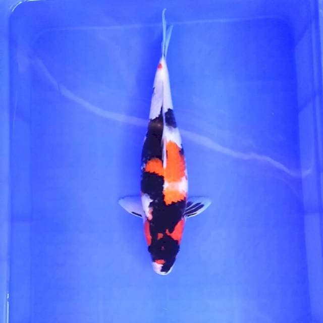 5. Showa || 36 cm
