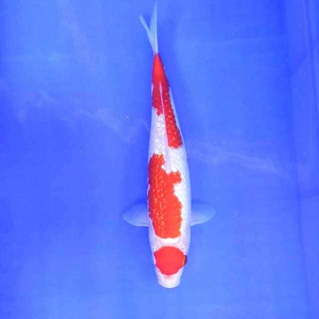 8. Maruten Kohaku Ginrin || 32 cm 