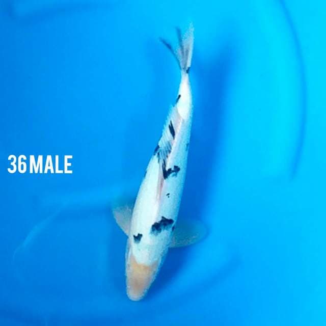 BEKKO 36 MALE PUTIH
