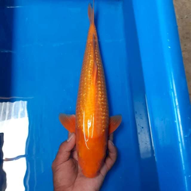 Beni karasi mata merah
