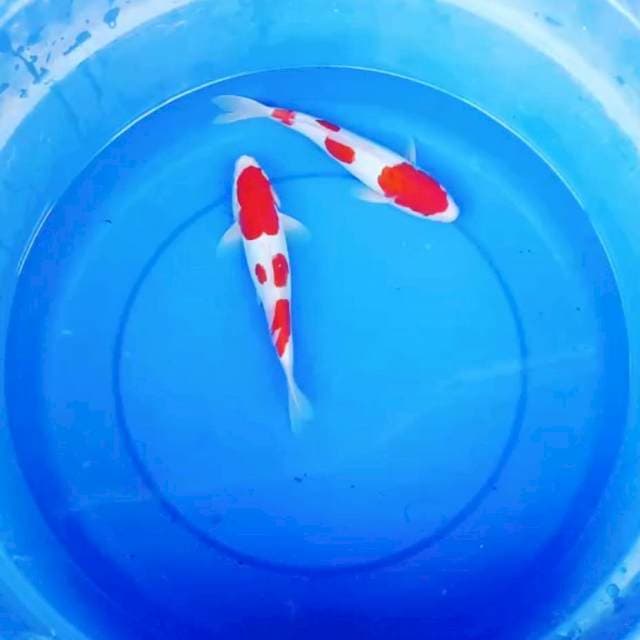 Duo Kohaku Doitsu 23cm