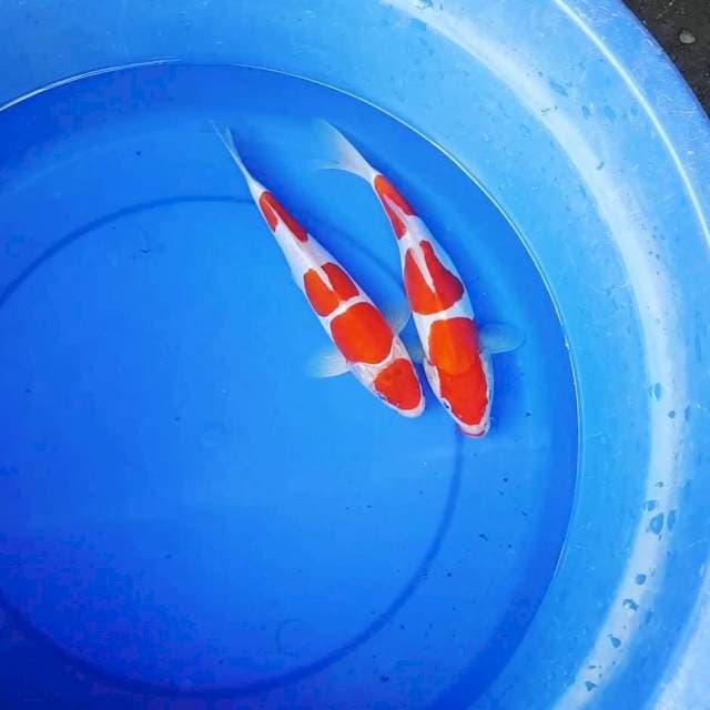 Kohaku Doitsu 26cm