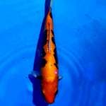Beni Kumonryu 30 cm