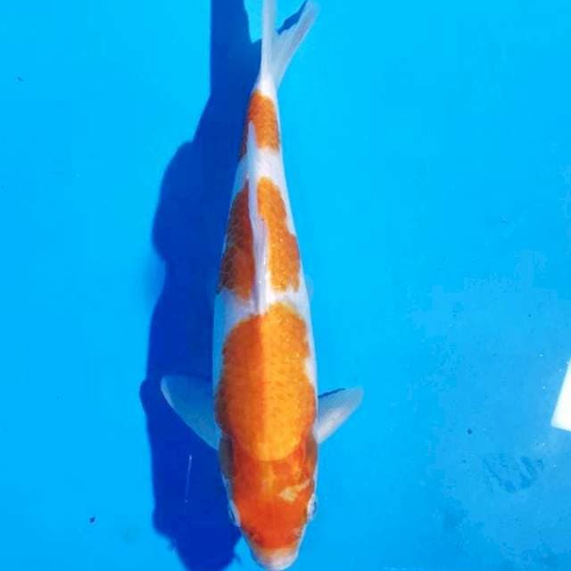 Kohaku 30bu