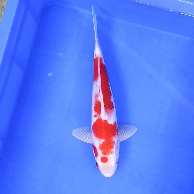 Kohaku // 31cm