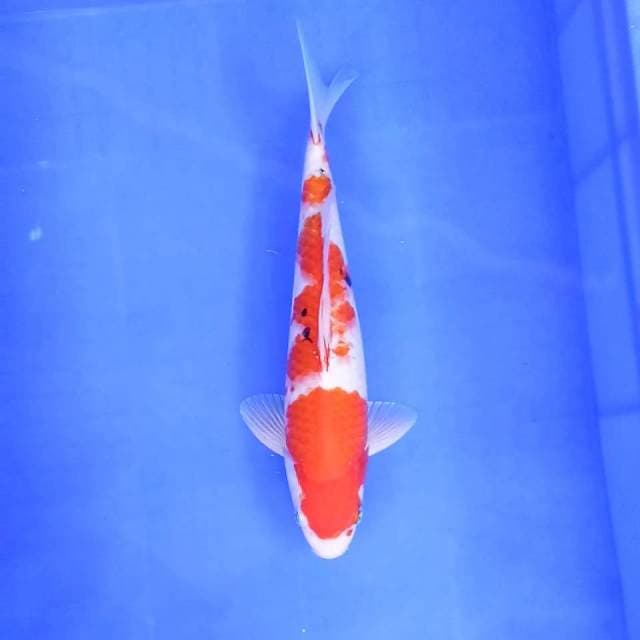 Sanke // 31cm