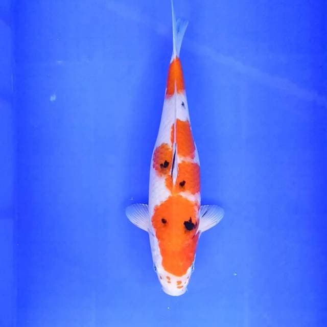 Sanke // 34cm