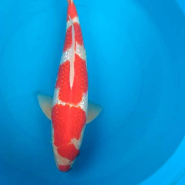 Sk kucibeni