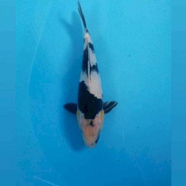 Shiro, 25 cm