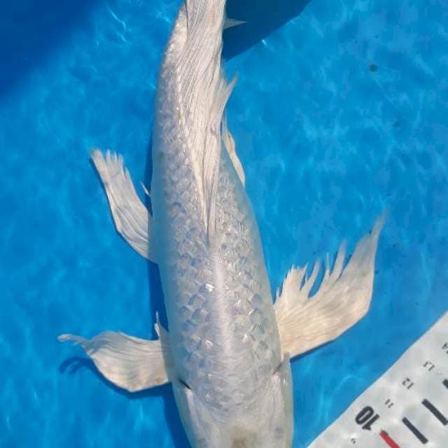 Kumpay platinum ginrin 35cm