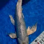 Kumpay platinum ginrin 35cm