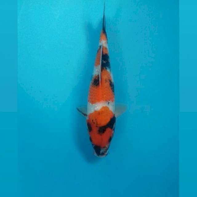 Showa, 28 cm