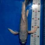Kumpay platinum 32cm