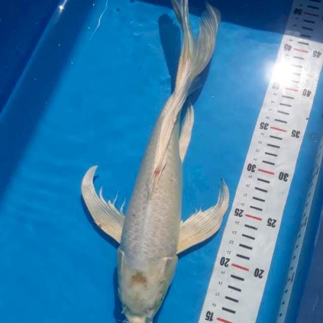Kumpay 37cm