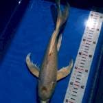 Kumpay 37cm