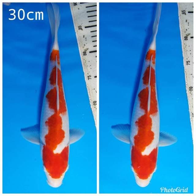 Kohaku