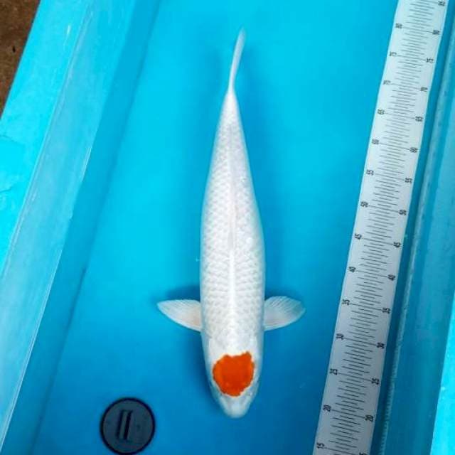 TANCO 60 BU