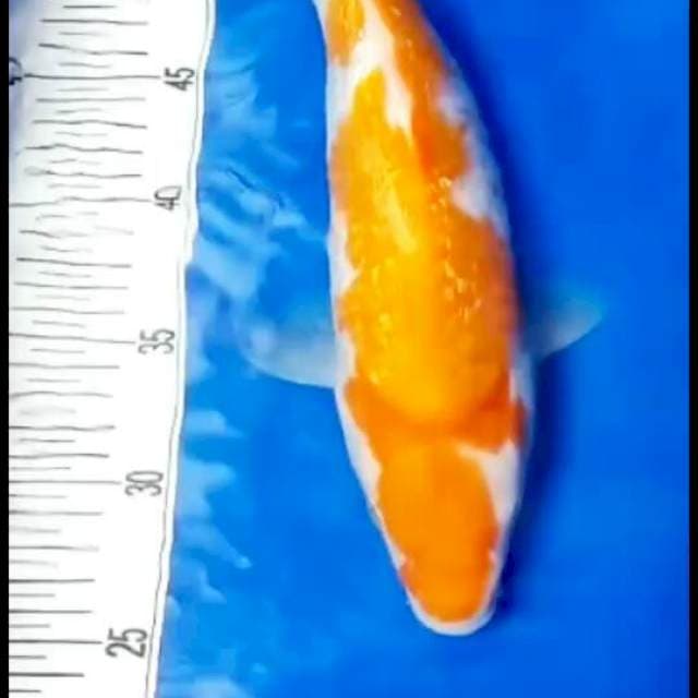 Kohaku inzuma ginrin 35 cm