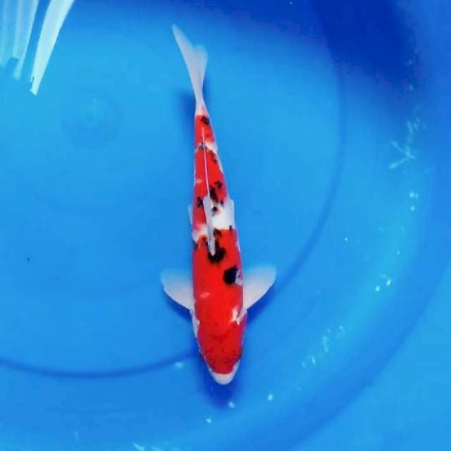 Sanke JAKA dijamin merah