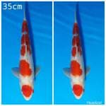 Maruten kohaku
