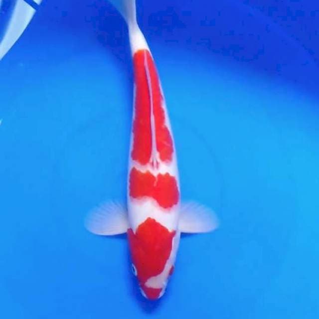 Kohaku ori dijamin merah strong