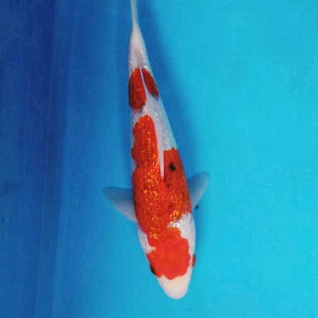 GINRIN AI GOROMO 27 cm