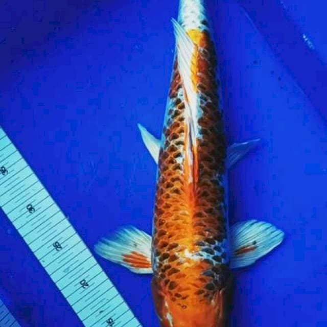 Hariwake jantan 51cm, Ori