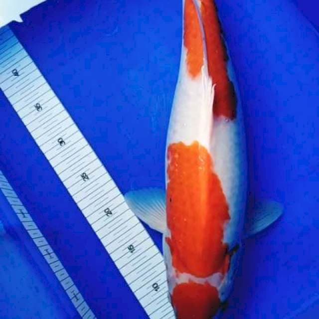 Maruten Kohaku 51cm