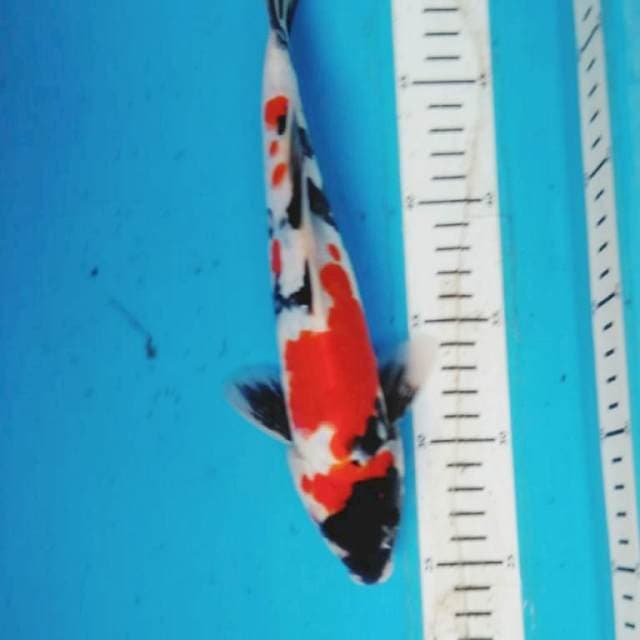 DOITSU SHOWA 27 cm