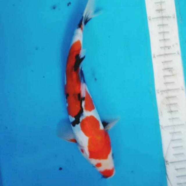 DOITSU SHOWA 27 cm