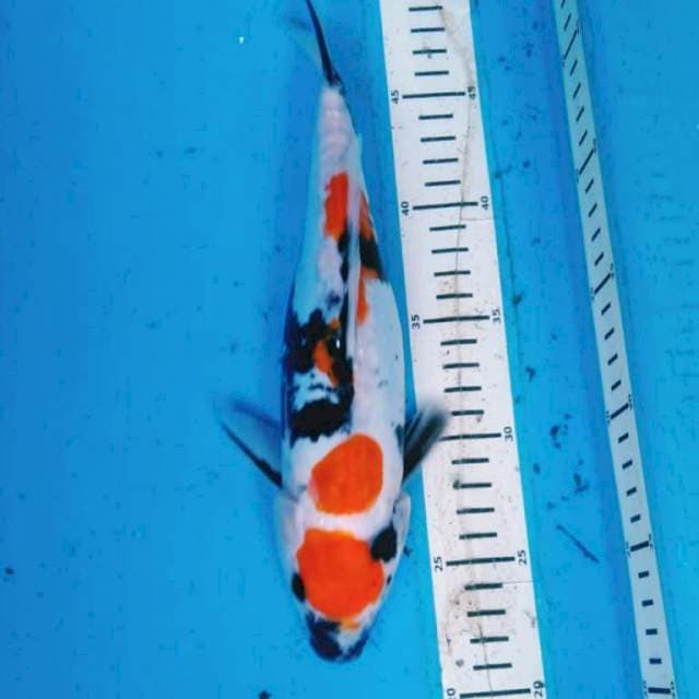 DOITSU SHOWA 28 cm