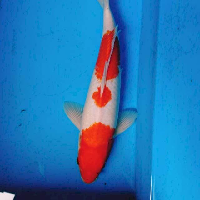 KOHAKU 31 cm