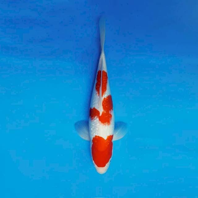 DOJO 7 ~ KOHAKU GIN RIN ™