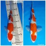 Maruten kohaku super ginrin