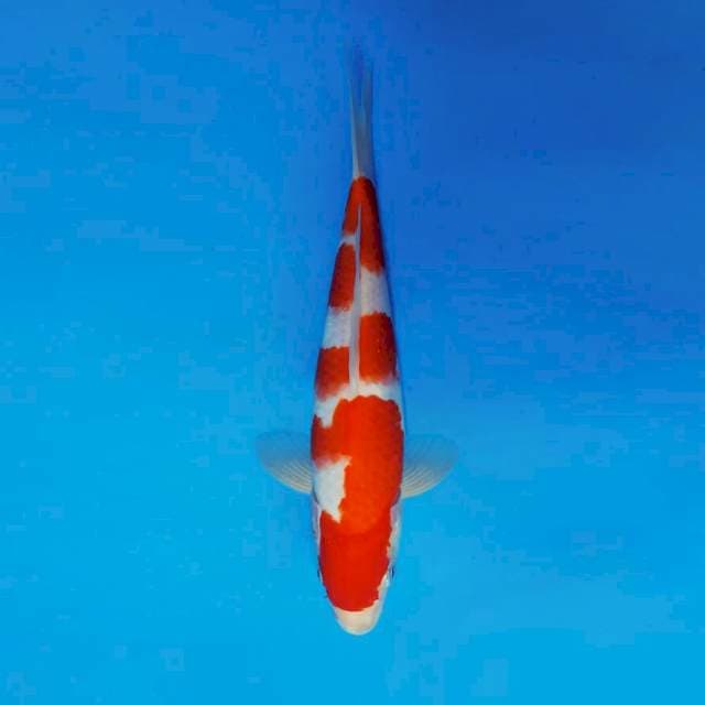 DOJO 13 ~ KOHAKU ™