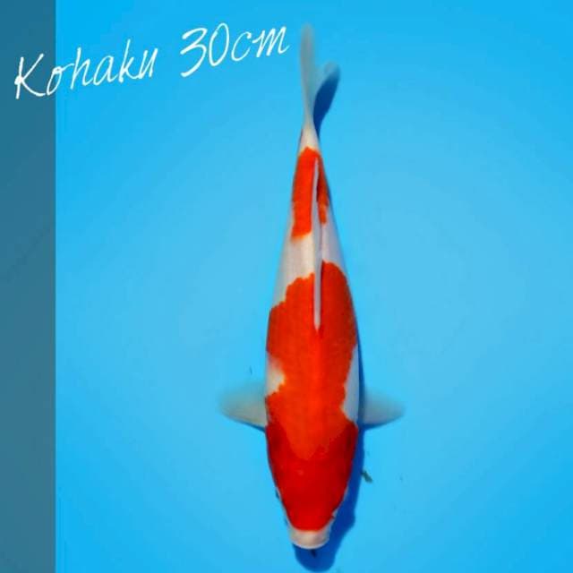 Kohaku I nearkoifarm