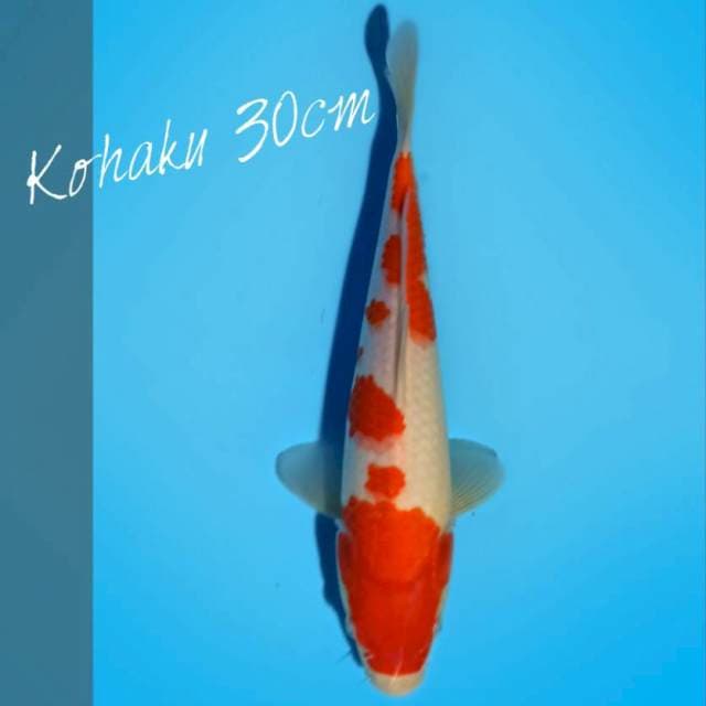 Kohaku II nearkoifarm