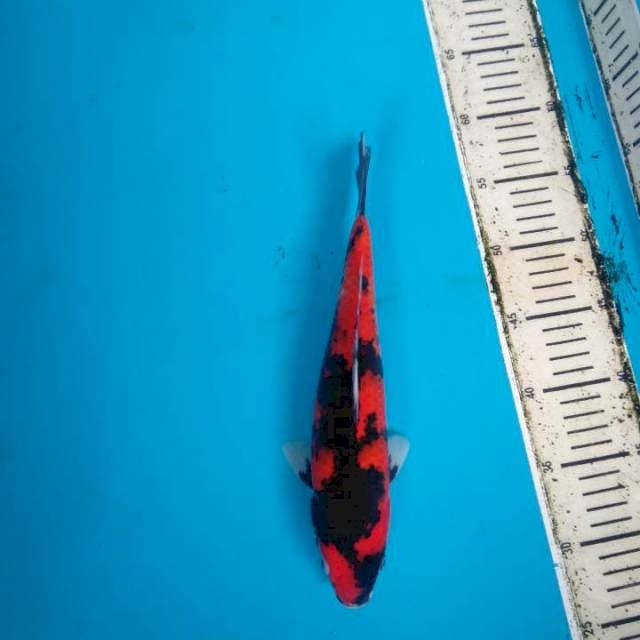 Hi showa 30cm