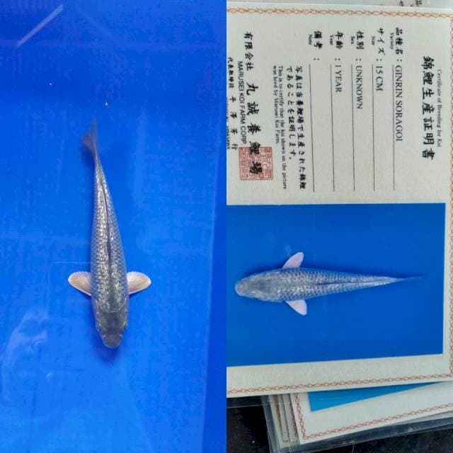 Soragoi gingrin marusei