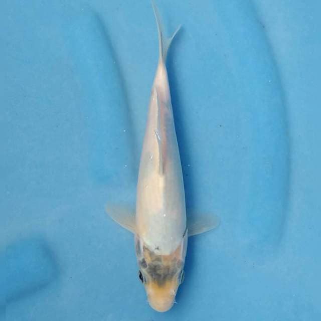 Tategoi Shiro Import non serti