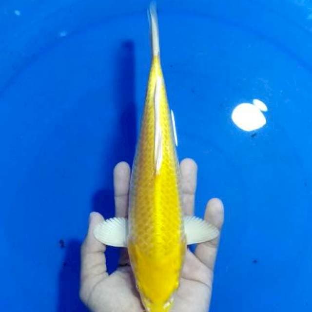 Yamabukki ogon super yellow