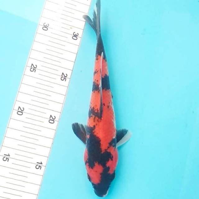 Hi showa 22cm