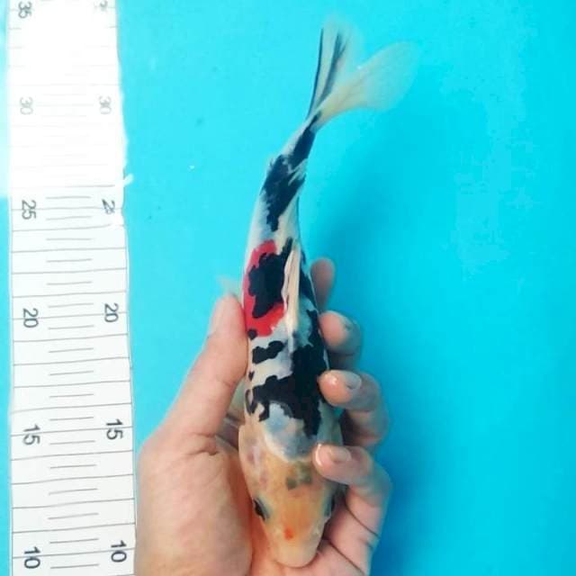 Doitsu 23cm