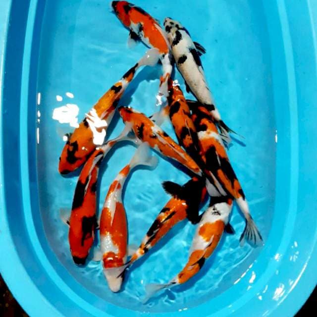 Sepaket 10 ekor -+30-35cm