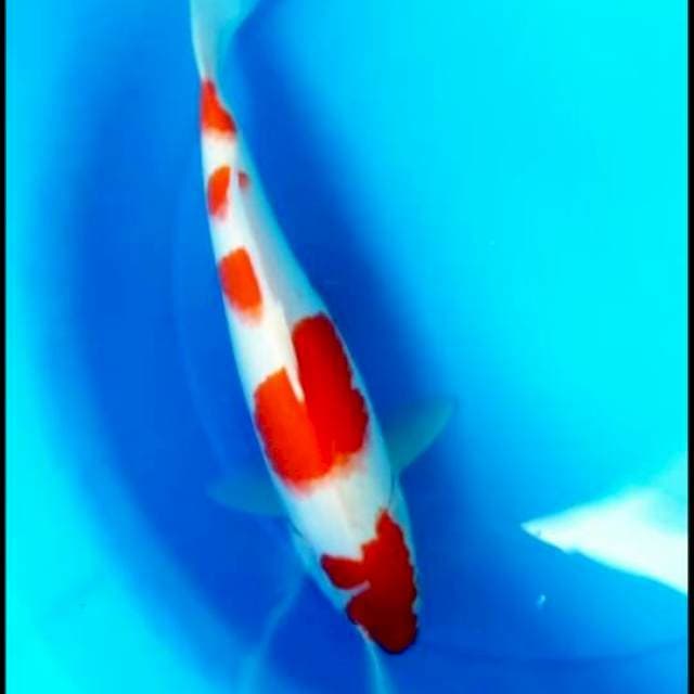 Kohaku 35 cm