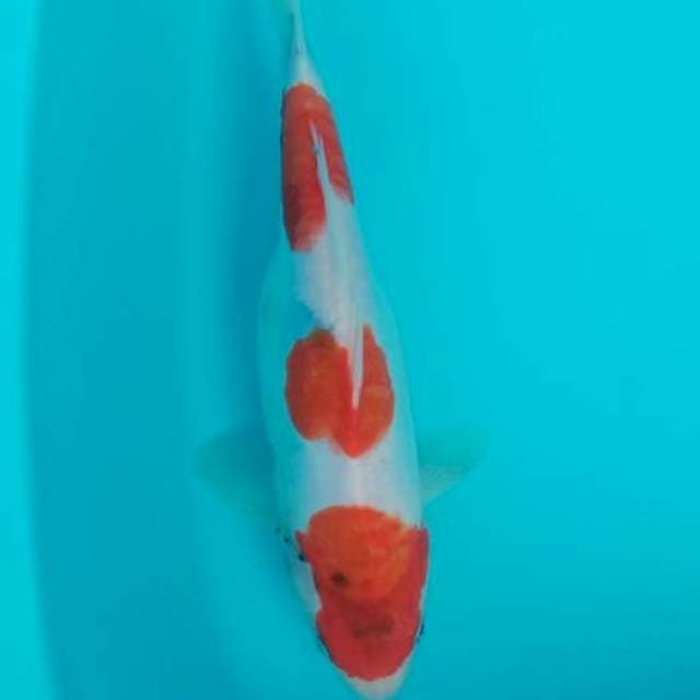 Kohaku 25