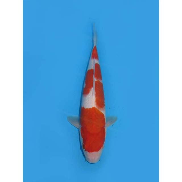 Red Kohaku - 29cm Male