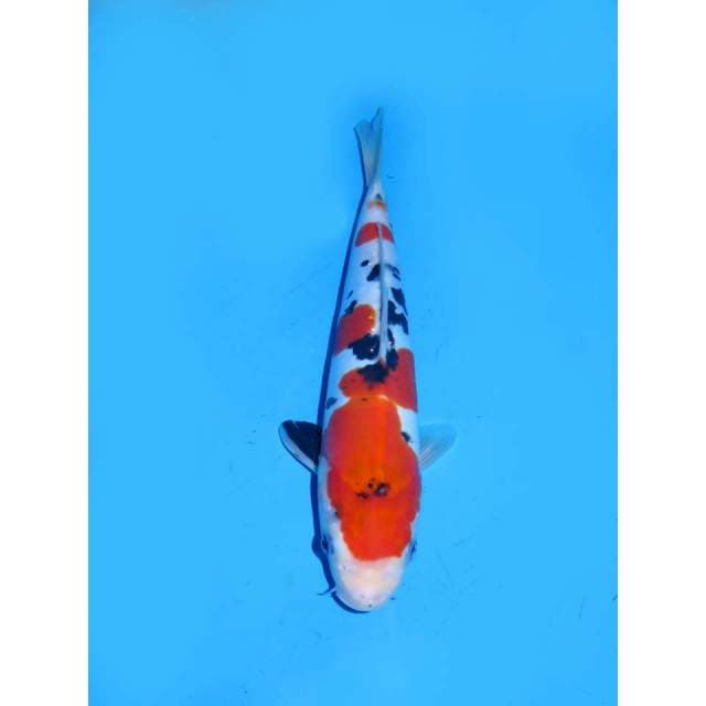 Sanke Doitsu Murni - 27cm Male
