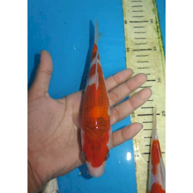 Ai Goromo Asli - 20cm Male